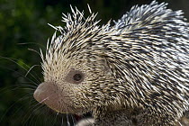 Brazilian Porcupine (Coendou prehensilis), native to Brazil