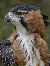 Ornate Hawk-Eagle (Spizaetus ornatus) profile