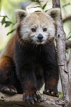 Lesser Panda (Ailurus fulgens)