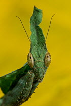 Ghost Mantis (Phyllocrania paradoxa)
