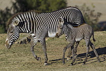 Grevy's Zebra (Equus grevyi) with foal