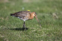 Black-tailed Godwit (Limosa limosa) feeding on worm in flooded meadow, Texel, Holland