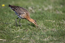 Black-tailed Godwit (Limosa limosa) foraging for worms in flooded meadow, Texel, Holland