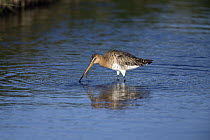 Black-tailed Godwit (Limosa limosa) feeding in ditch, Texel, Holland