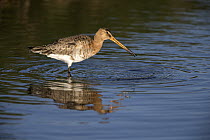 Black-tailed Godwit (Limosa limosa) foraging in ditch, Texel, Holland