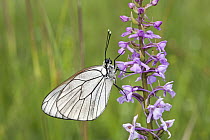 Black-veined White (Aporia crataegi) butterfly resting on orchid plant, Bulgaria