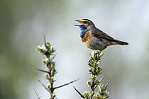 Bluethroat (Luscinia svecica) male singing and displaying, Texel, Holland