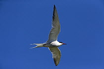Common Tern (Sterna hirundo) flying, Texel, Holland
