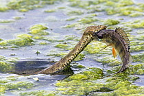 Dice Snake (Natrix tessellata) swimming in lake with fish prey, Bulgaria