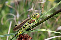 Marsh Grasshopper (Stethophyma grossum) female, Germany