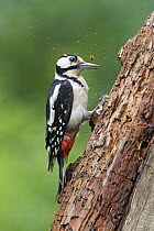 Great Spotted Woodpecker (Dendrocopos major) pecking at rotten tree in search of food, Bulgaria