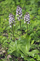Lady Orchid (Orchis purpurea) flowering, Germany