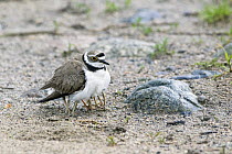 Little Ringed Plover (Charadrius dubius) sheltering chicks hidden under her feathers, Bulgaria