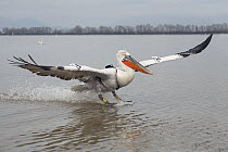 Dalmatian Pelican (Pelecanus crispus) radio-tagged individual landing on lake, Lake Kerkini, Greece