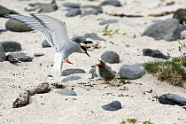 Arctic Tern (Sterna paradisaea) feeding chick in flight, Iceland