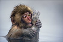 Japanese Macaque (Macaca fuscata) baby sucking its toe in a geothermal spring, Jigokudani Monkey Park, Japan