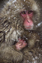 Japanese Macaque (Macaca fuscata) female holding her baby, Jigokudani Monkey Park, Japan