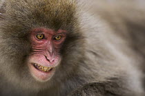 Japanese Macaque (Macaca fuscata) baring teeth in stressful situation, Jigokudani Monkey Park, Japan