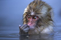 Japanese Macaque (Macaca fuscata) baby in a geothermal spring, Jigokudani Monkey Park, Japan