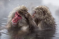 Japanese Macaque (Macaca fuscata) pair grooming in a geothermal spring, Jigokudani Monkey Park, Japan
