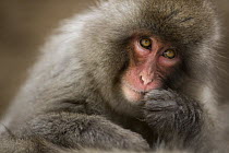 Japanese Macaque (Macaca fuscata), Jigokudani Monkey Park, Japan