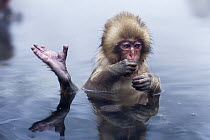 Japanese Macaque (Macaca fuscata) baby with a raised foot in a geothermal spring, Jigokudani Monkey Park, Japan