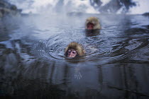 Japanese Macaque (Macaca fuscata) baby swimming in a geothermal spring, Jigokudani Monkey Park, Japan
