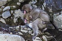 Japanese Macaque (Macaca fuscata) babies playing, Jigokudani Monkey Park, Japan