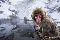 Japanese Macaque (Macaca fuscata) baby at edge of geothermal spring, Jigokudani Monkey Park, Japan