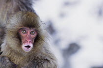 Japanese Macaque (Macaca fuscata) baby, Jigokudani Monkey Park, Japan