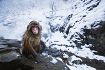 Japanese Macaque (Macaca fuscata) baby sitting on rocks, Jigokudani Monkey Park, Japan