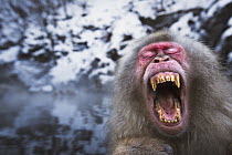 Japanese Macaque (Macaca fuscata) male yawning while resting at edge of geothermal spring, Jigokudani Monkey Park, Japan