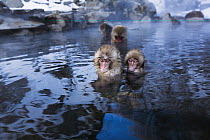Japanese Macaque (Macaca fuscata) juveniles in a geothermal spring, Jigokudani Monkey Park, Japan
