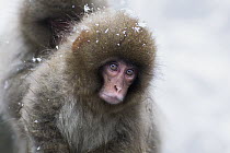 Japanese Macaque (Macaca fuscata) baby, Jigokudani Monkey Park, Japan