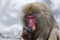 Japanese Macaque (Macaca fuscata) female covering her mouth with her hand, Jigokudani Monkey Park, Japan