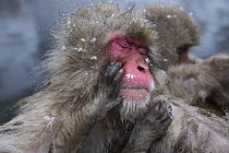 Japanese Macaque (Macaca fuscata) mother and hands of offspring, Jigokudani Monkey Park, Japan