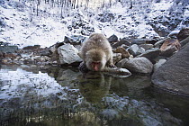 Japanese Macaque (Macaca fuscata) drinking from stream fed by a thermal hotspring, Jigokudani Monkey Park, Japan