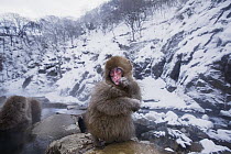 Japanese Macaque (Macaca fuscata) baby sitting on the edge of a geothermal spring, Jigokudani Monkey Park, Japan