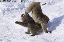 Japanese Macaque (Macaca fuscata) juveniles playing in snow, Jigokudani Monkey Park, Japan