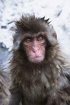 Japanese Macaque (Macaca fuscata) baby sitting at edge of geothermal spring, Jigokudani Monkey Park, Japan
