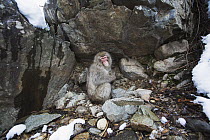 Japanese Macaque (Macaca fuscata) female sheltering under an overhanging rock, Jigokudani Monkey Park, Japan