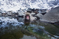 Japanese Macaque (Macaca fuscata) juvenile sitting in a stream fed by a thermal hotspring, Jigokudani Monkey Park, Japan