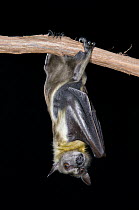 Straw-colored Fruit Bat (Eidolon helvum) hanging from branch, Michigan