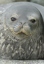 Weddell Seal (Leptonychotes weddellii) portrait, Petermann Island, Antarctic Peninsula, Antarctica