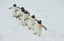 Gentoo Penguin (Pygoscelis papua) group walking in line, Booth Island, Antarctic Peninsula, Antarctica