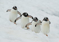 Gentoo Penguin (Pygoscelis papua) group of four walking in snow, Booth Island, Antarctic Peninsula, Antarctica