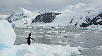 Gentoo Penguin (Pygoscelis papua) on ice floe, Neko Harbor, Antarctic Peninsula, Antarctica