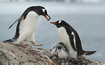 Gentoo Penguin (Pygoscelis papua) male bringing stones to female with chicks, Pleneau Island, Antarctic Peninsula, Antarctica