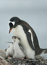 Gentoo Penguin (Pygoscelis papua) parent with chicks, Pleneau Island, Antarctic Peninsula, Antarctica