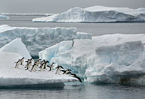 Adelie Penguin (Pygoscelis adeliae) group jumping off iceberg, Brown Bluff, Antarctic Peninsula, Antarctica